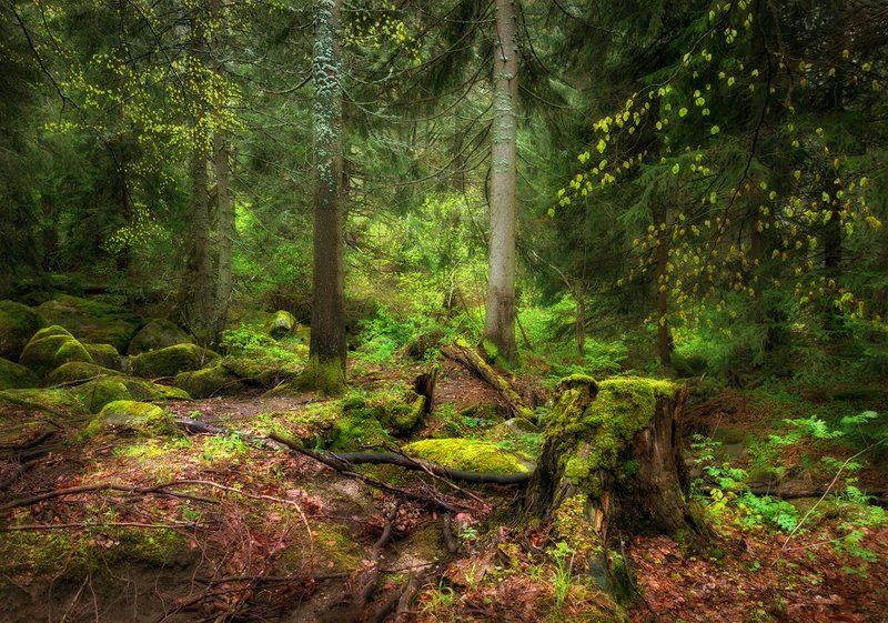 фото превью