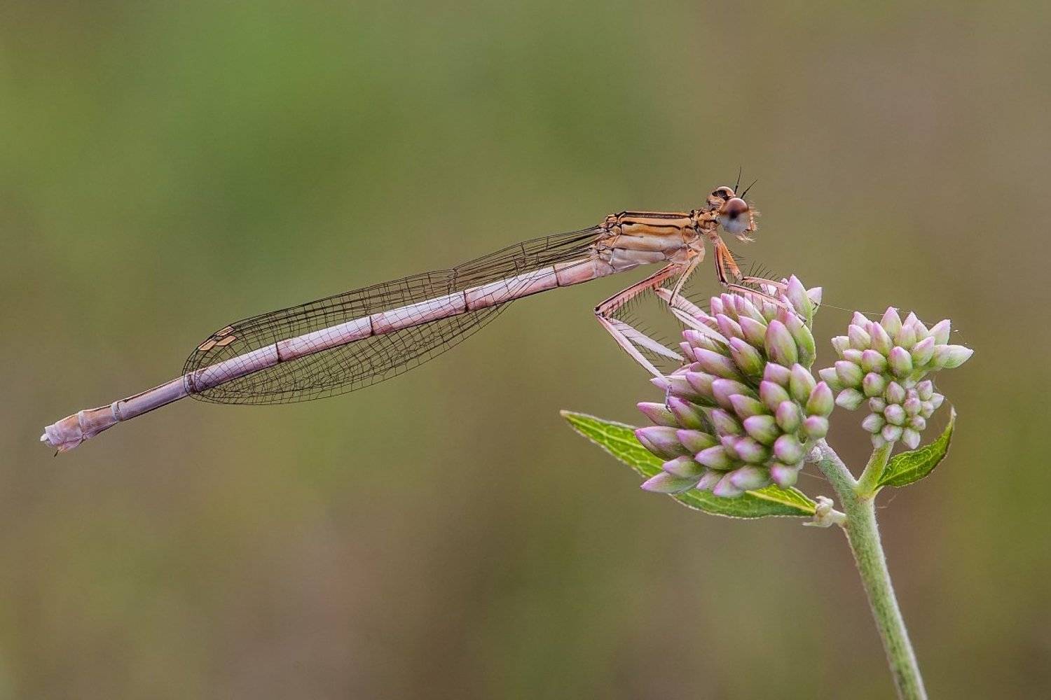 Insect, Macro, Makro, Nature, Wildlife, Mariusz Oparski