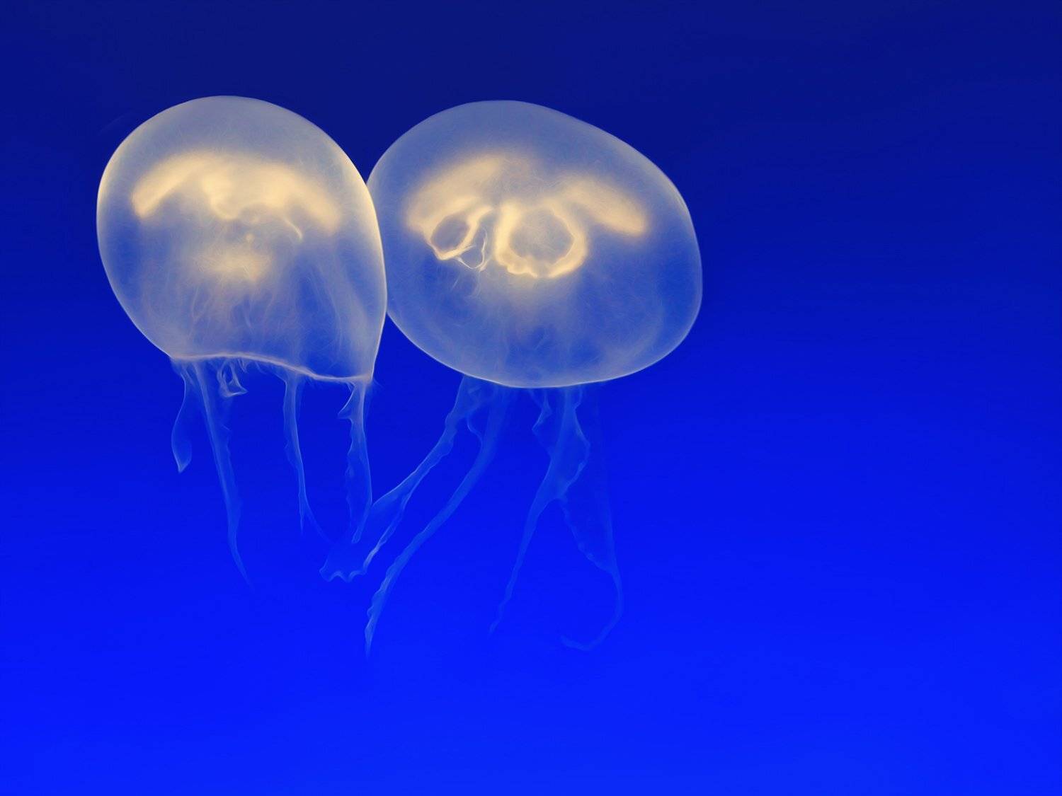 Медузы, ALLA SOKOLOVA