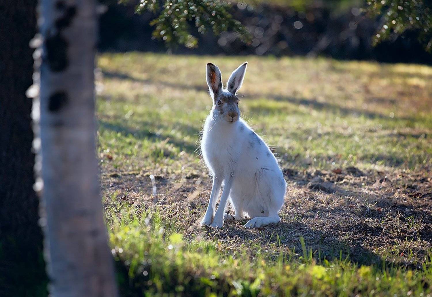 Животные, Заяц, Природа, Любовь Трифонова