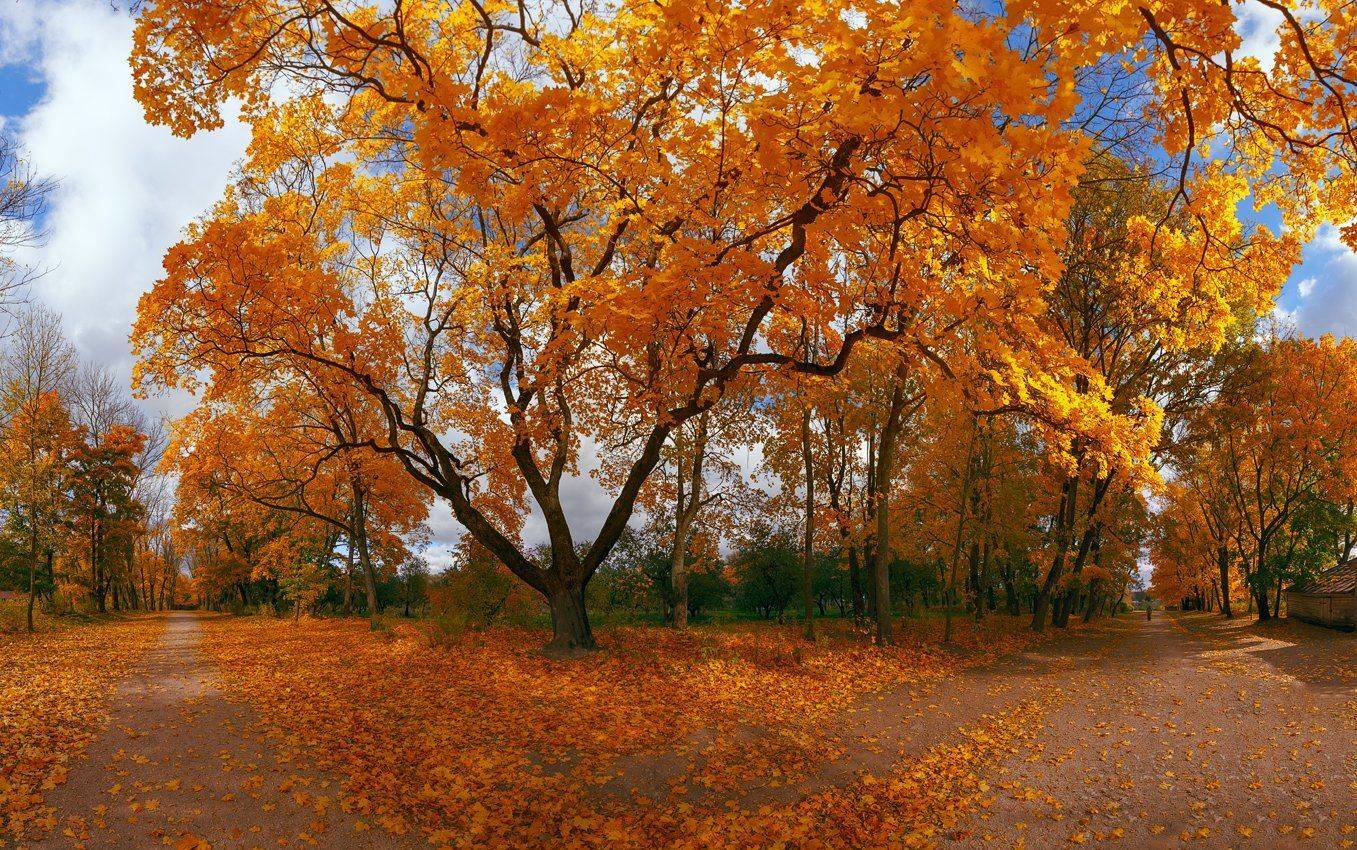 , Алексей Горохов