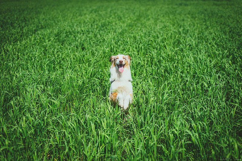 собака, австралийская овчарка Молли фото превью