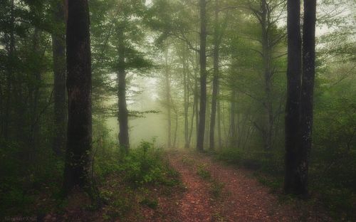 Позабытой дорожкой в туман...