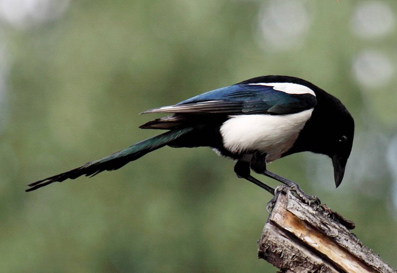 , Сергей Таланов