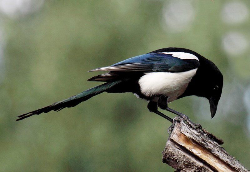 Сорока фото превью