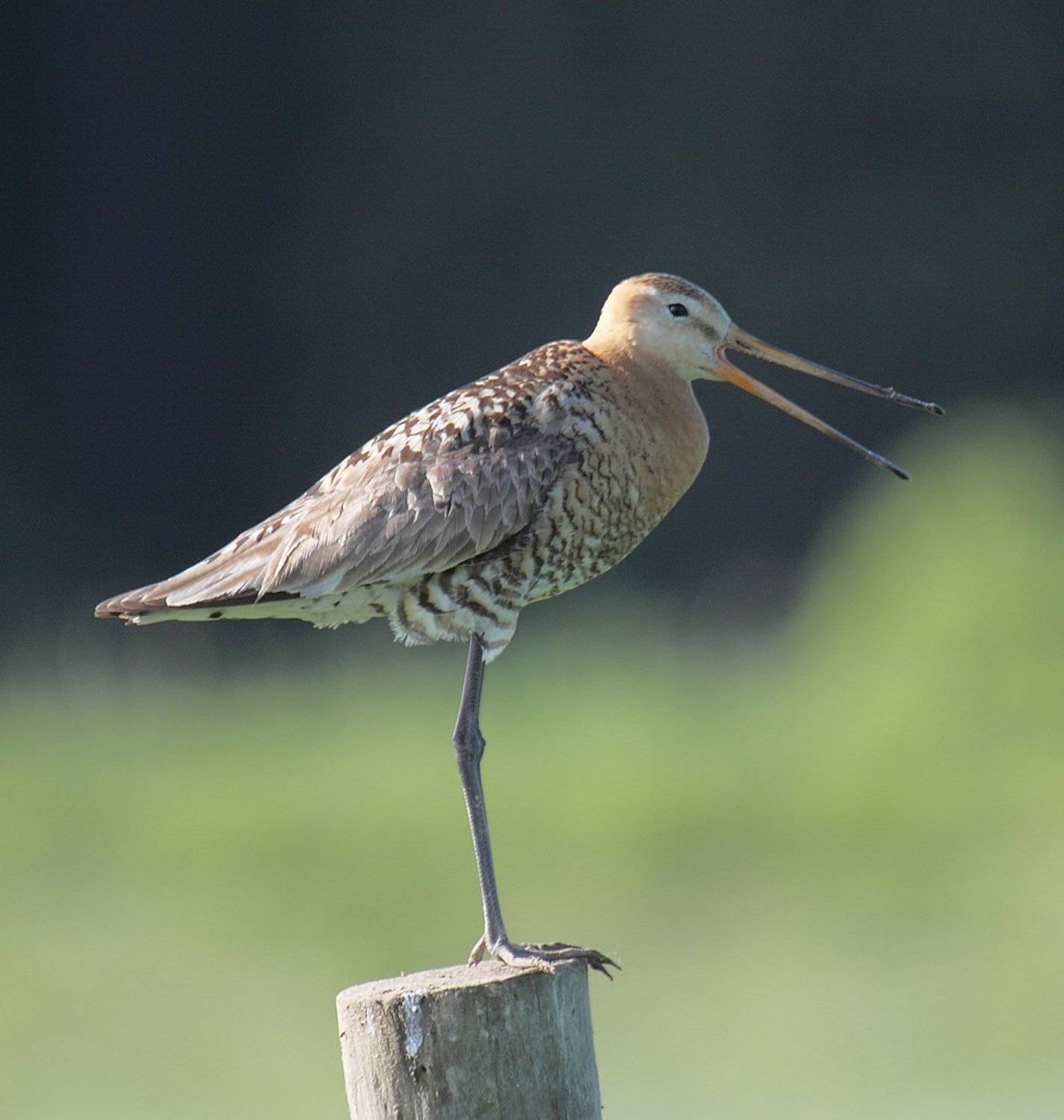 , Сергей Таланов