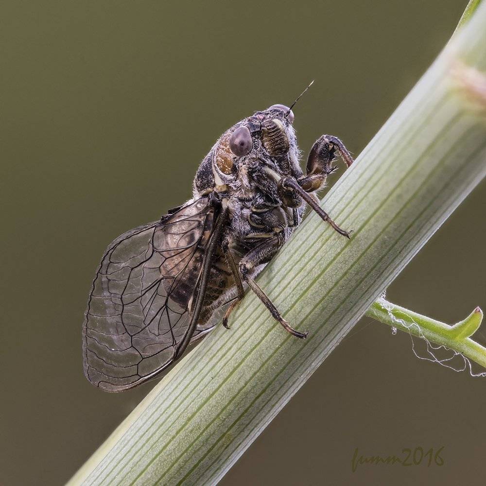 , Игорь ФУММ