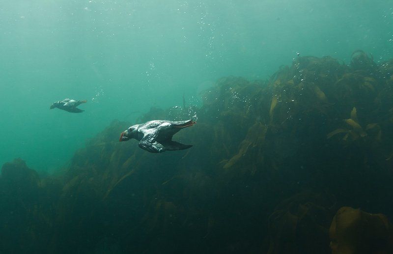 Тупики, Исландия Рыбалка тупиков фото превью