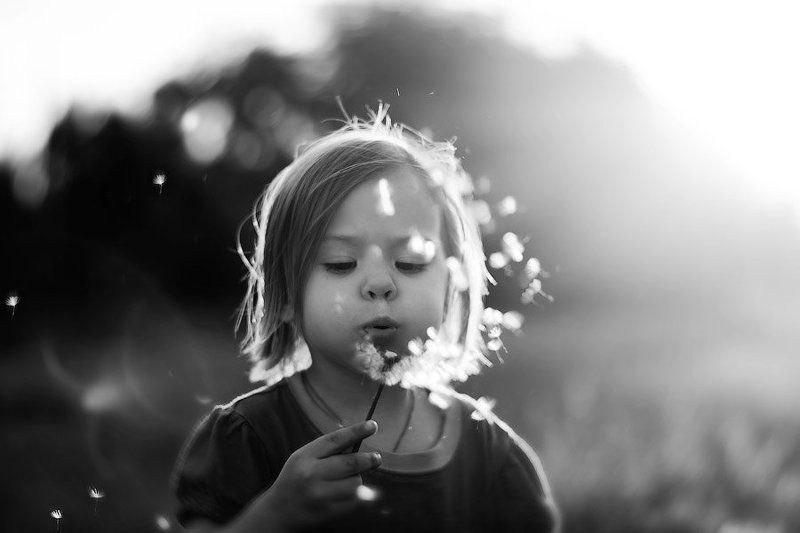 Одуванчики фото превью