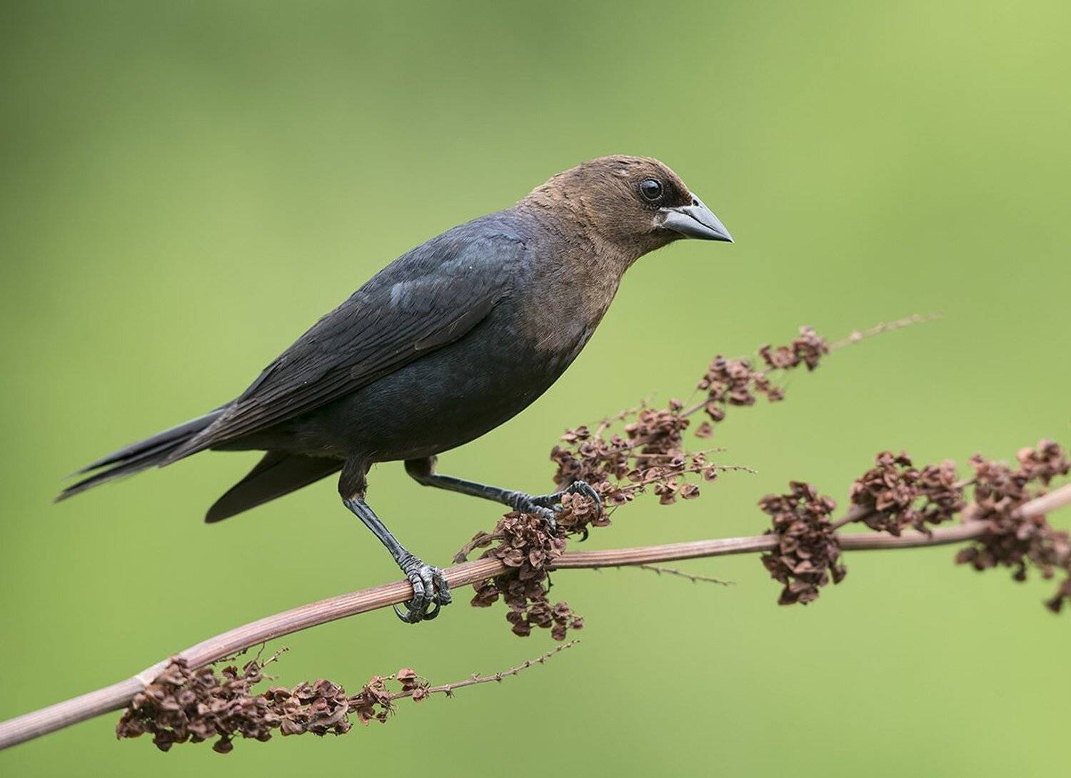 буроголовый коровий трупиал, brown-headed cowbird, трупиал, Elizabeth Etkind
