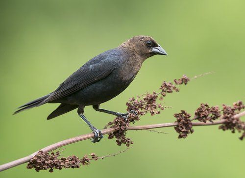 Буроголовый коровий трупиал - Brown-headed Cowbird