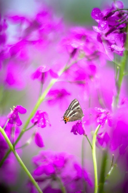 Июньские зарисовки... фото превью