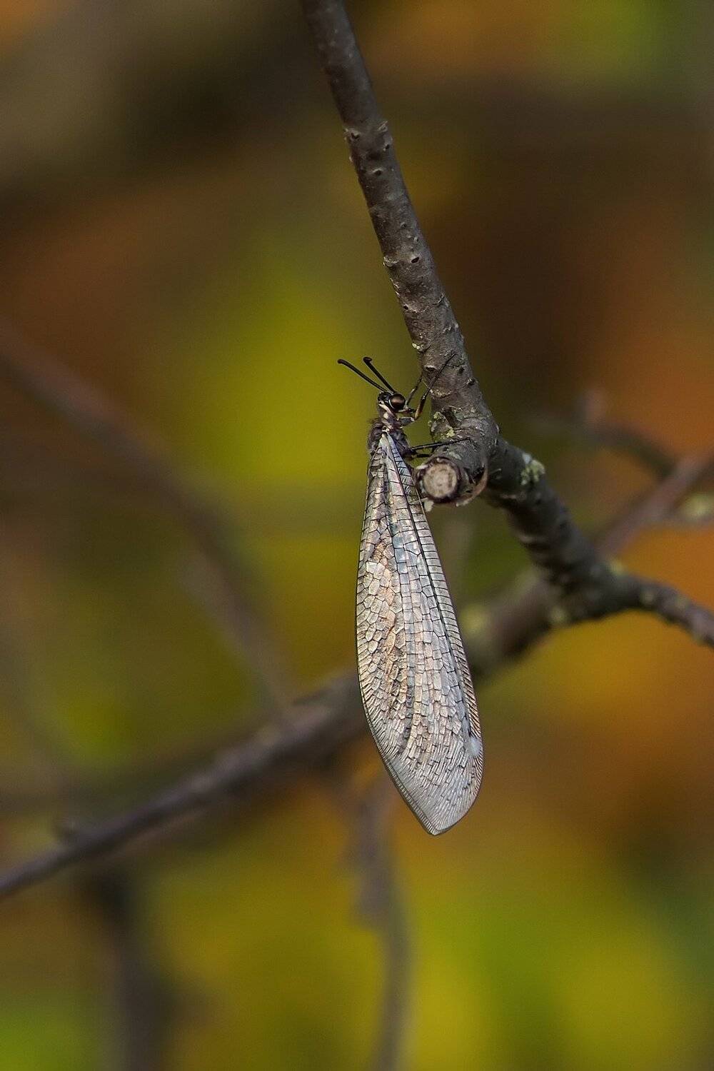 Ветка, Крылья, Насекомое, Фон, Юрий Котов