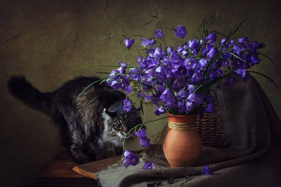 фото, кот, букет колокольчиков,кувшин, корзина, Ирина Приходько