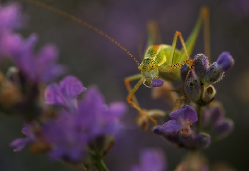 green, insect, lavender field, macro, natural light, nature, purple, summer, sun, sunlight, sunrise, yellow Thief of lavender фото превью