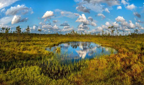 Лето на болоте.
