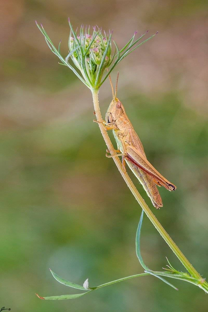 Insect, Macro, Makro, Nature, Wildlife, Mariusz Oparski