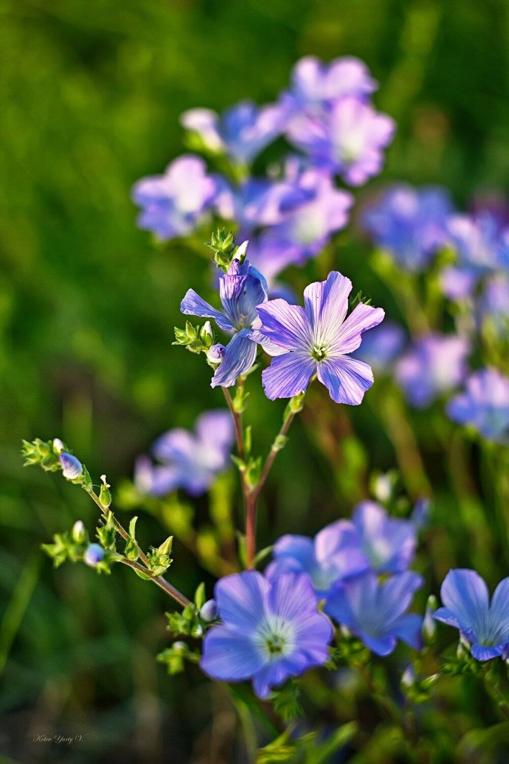 Лён, Трава, Цветы, Юрий Котов