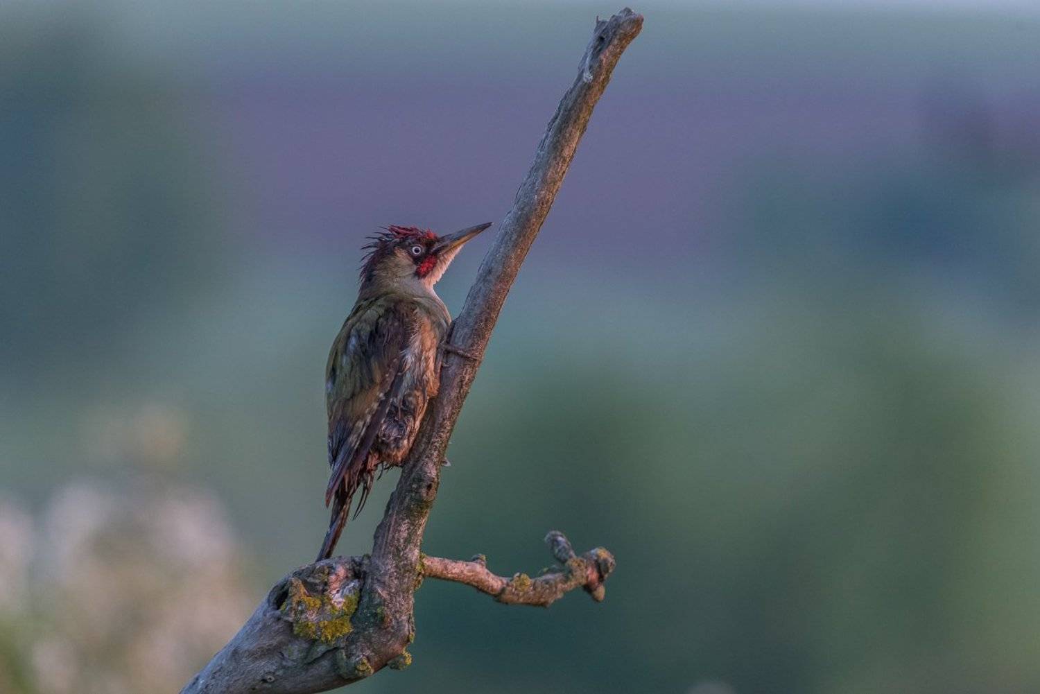 european green woodpecker, green woodpecker, picus viridis, dzięcioł zielony, aves, birds, ptaki, dominik chrzanowski fotografia przyrodnicza, dominik chrzanowski wildlife photography, Dominik Chrzanowski