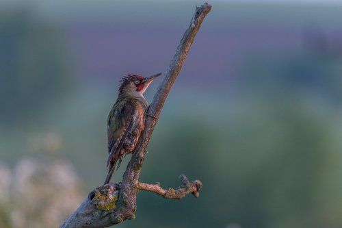 Green Woodpecker