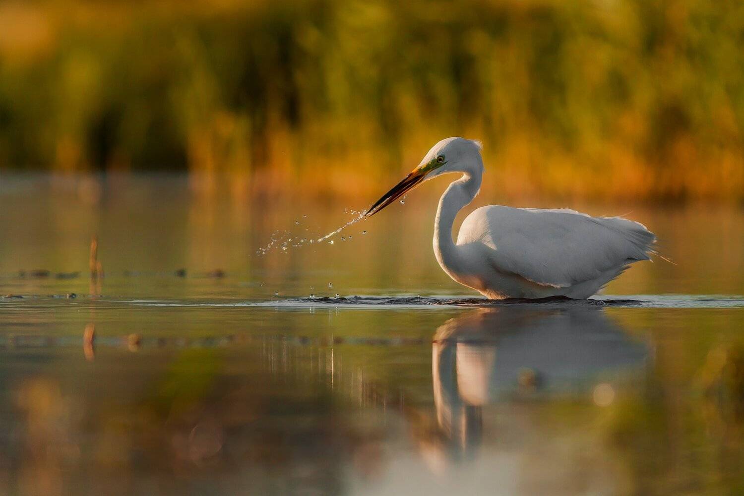 , Łukasz Sok&oacute;ł