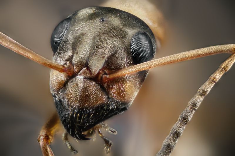 ant macro wild insect small micro nikon Муравей фото превью