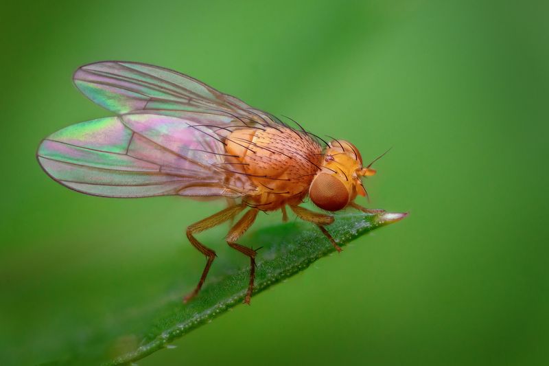 Любительница кориандра фото превью