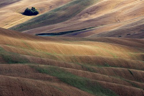 Golden furrows