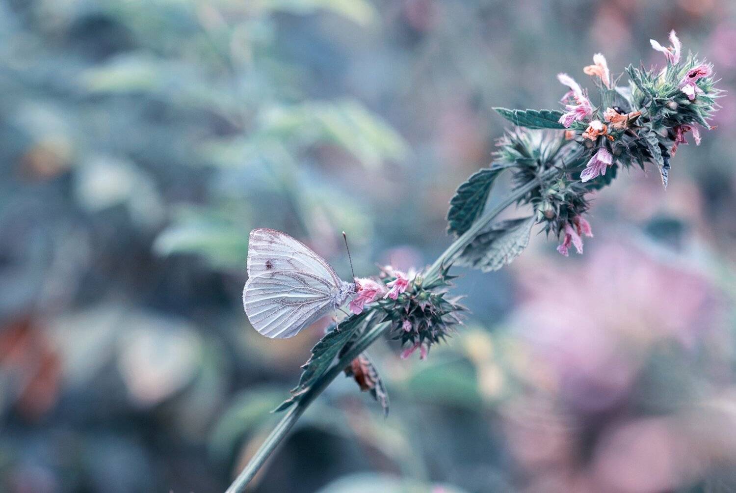 butterfly,macro,nature, Naiden Bochev