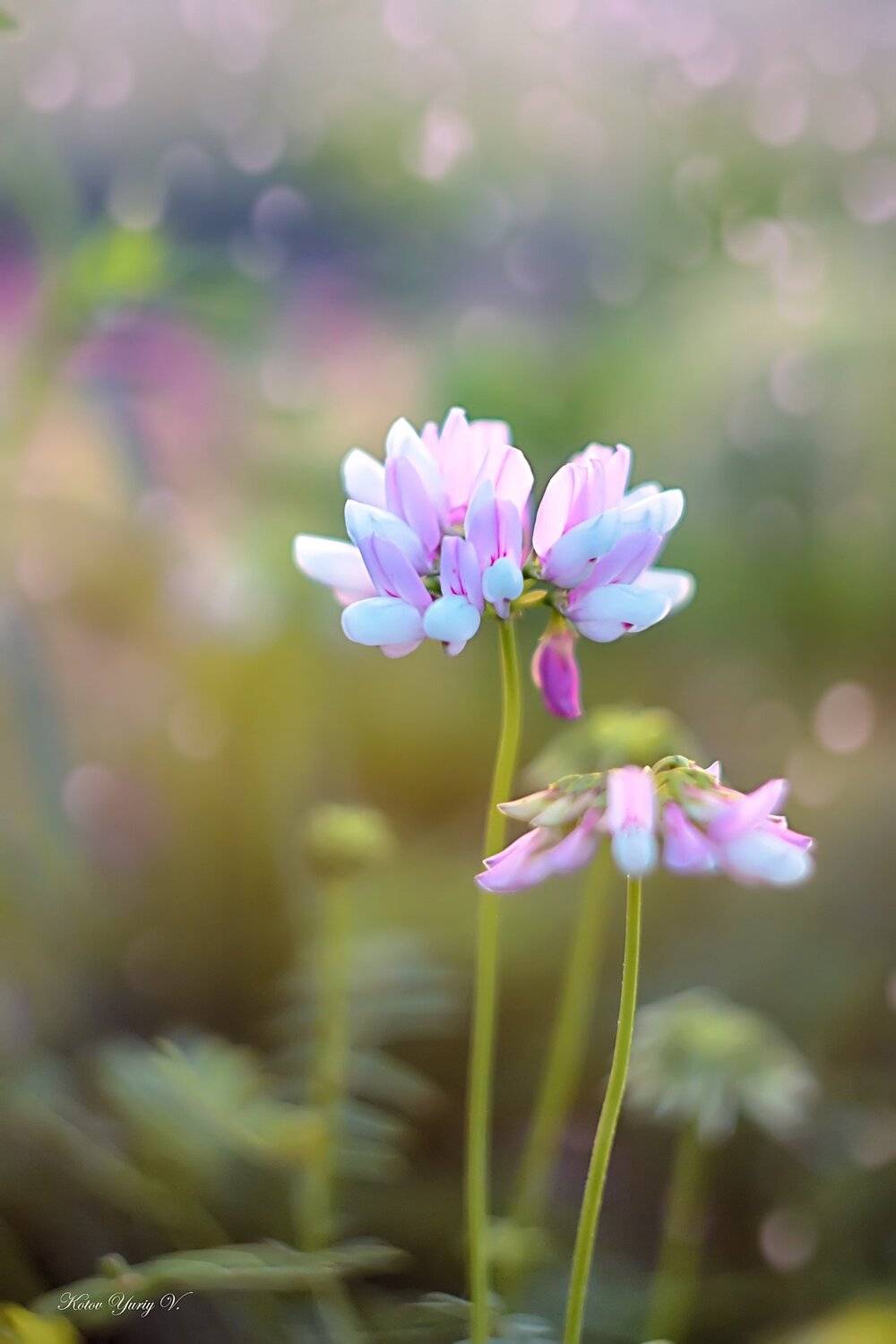 Блики, Листья, Цвет, Цветок, Юрий Котов