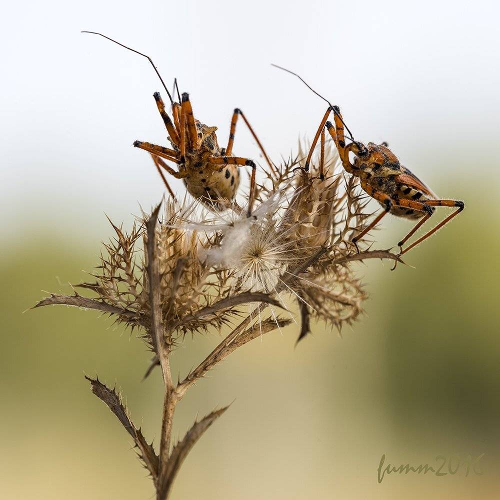 , Игорь ФУММ