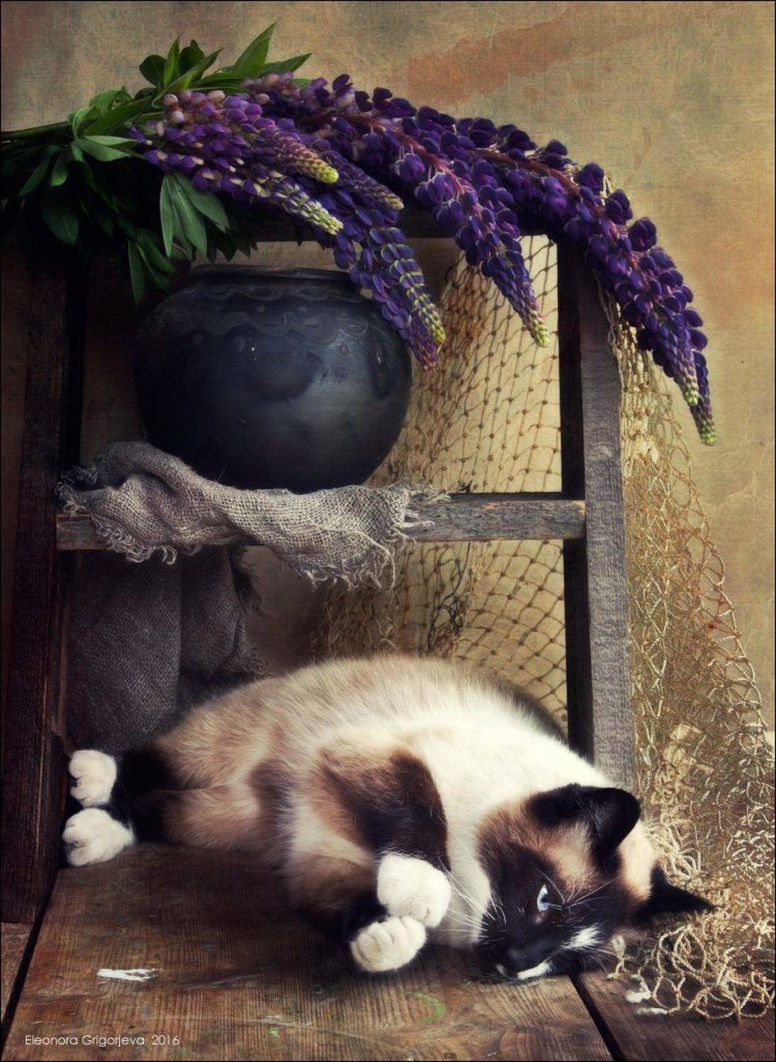 Кот, Лето, Люпин, Натюркотики, Eleonora Grigorjeva