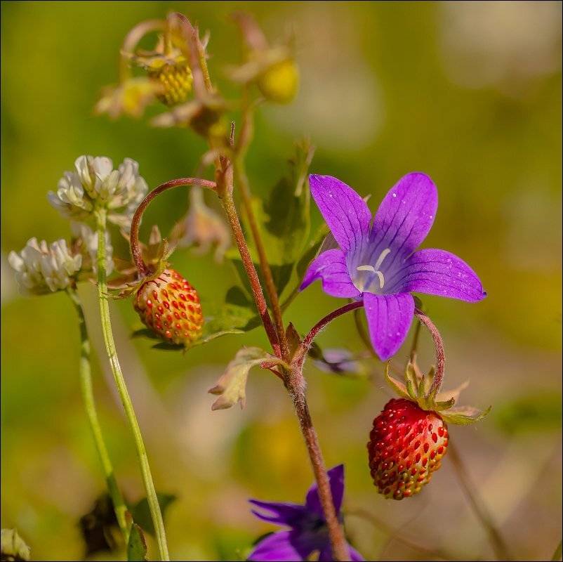 , Бурлов Андрей