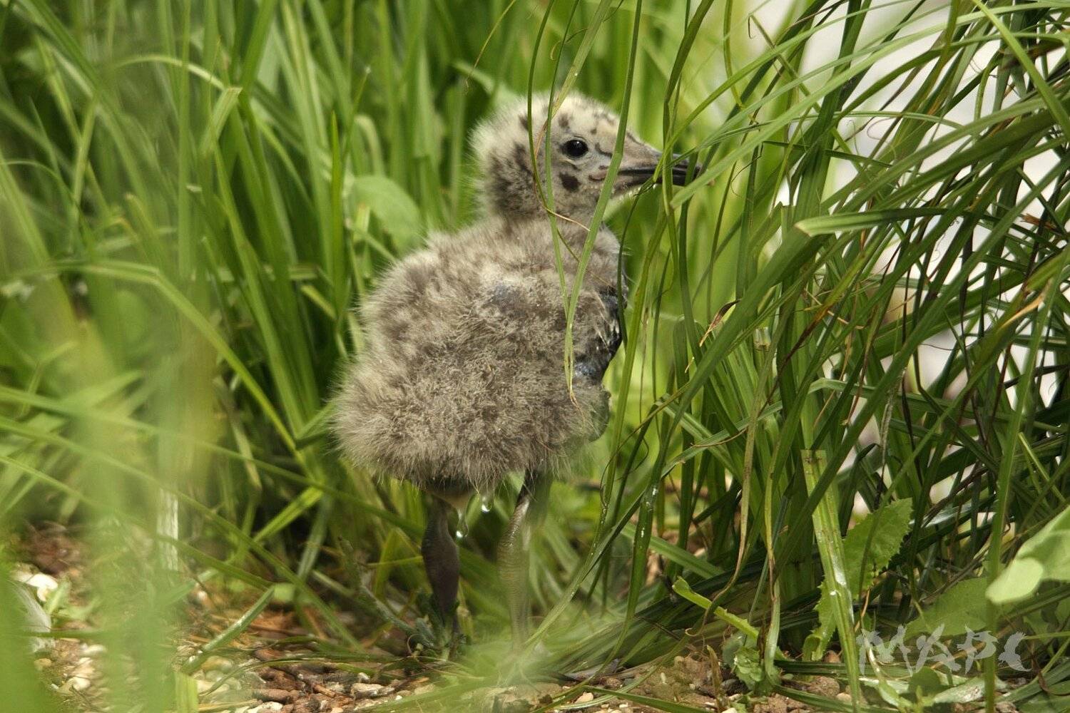 , Шангареев Марс