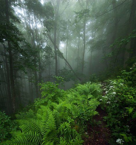 Свежесть июньского леса