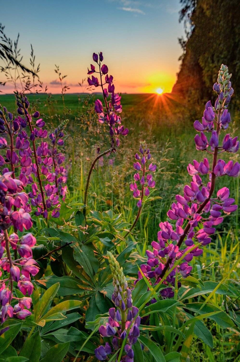 вечер, закат, июнь, красота, лето, лучи солнца, люпин, небо, пейзаж, полевые цветы, природа, россия, солнце, цветы, Юлия Лаптева