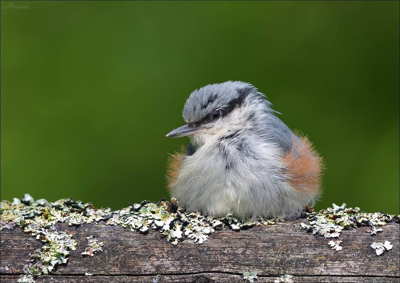 поползень, Андрей Медведев