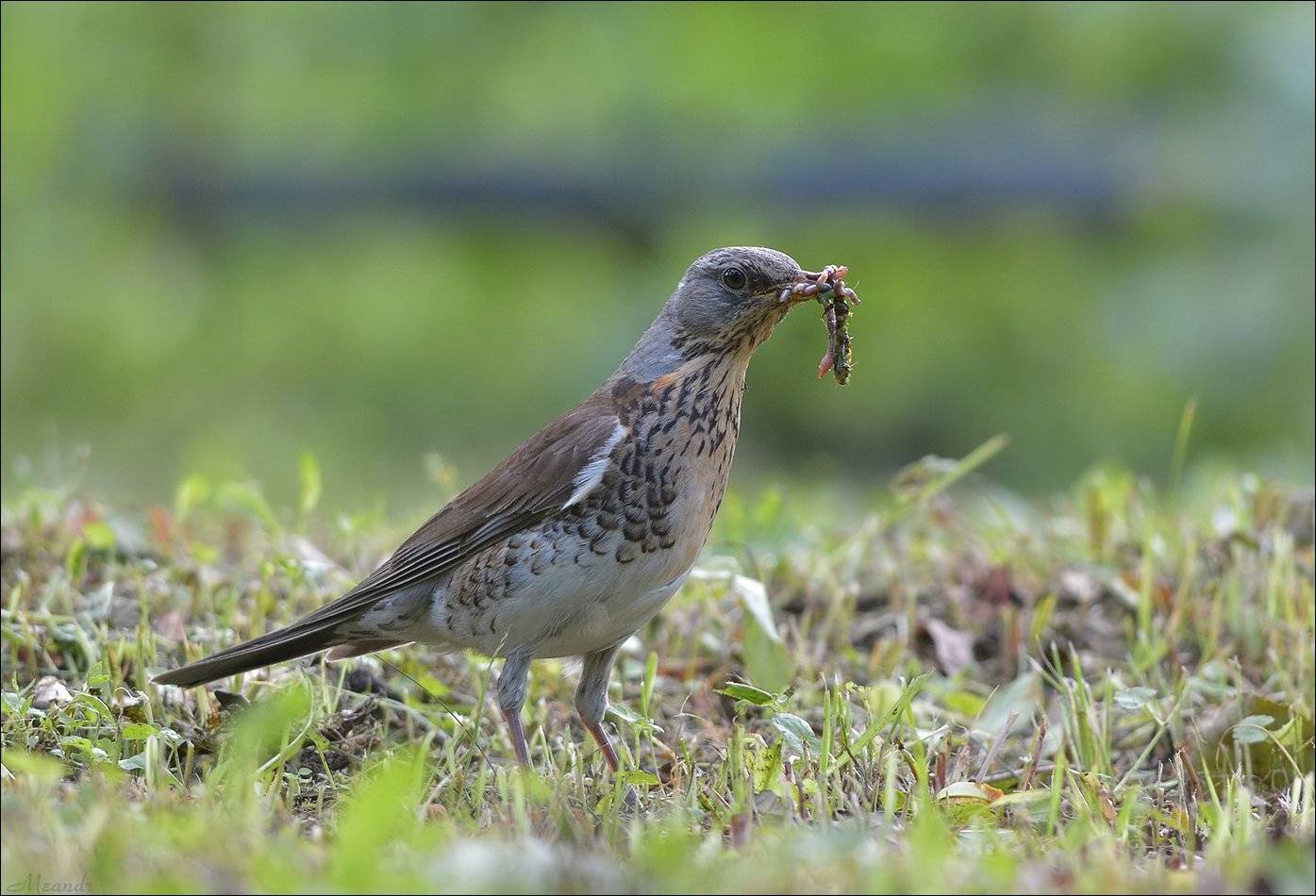 дрозд, Андрей Медведев