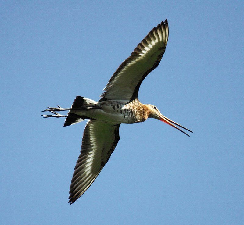 Птеродактиль фото превью