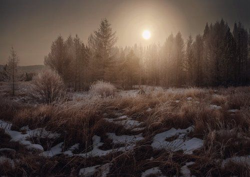 Заманчивый лес
