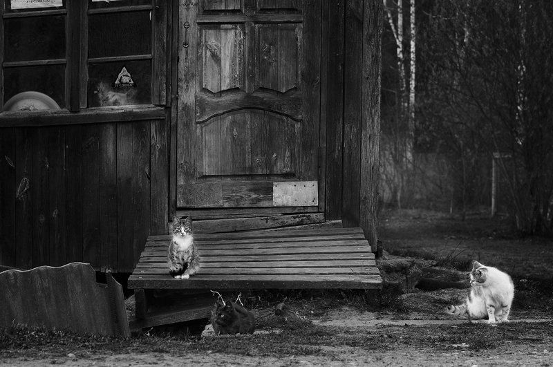 Дом, Кошки, Собака \