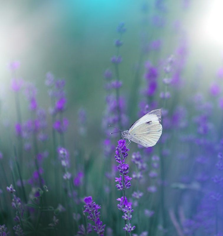 ~(`*`)~ фото превью