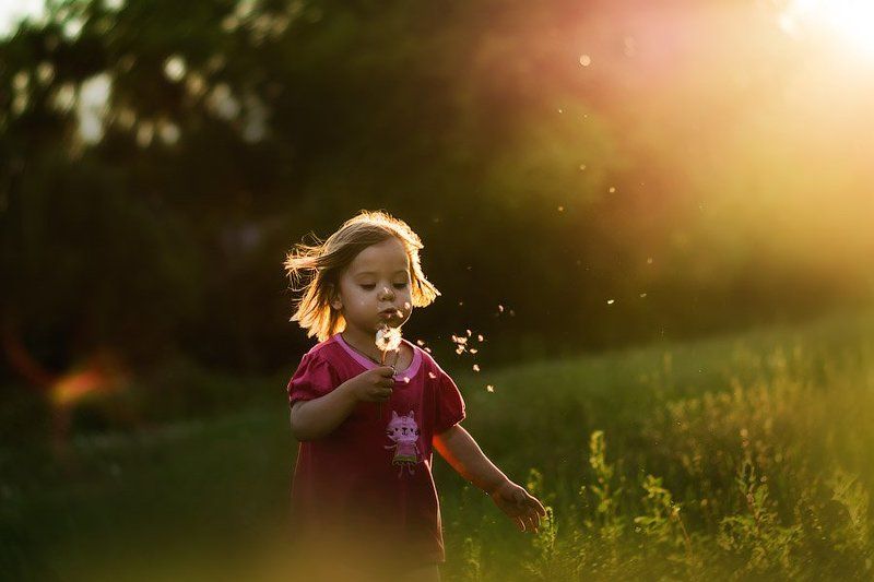 Одуванчик фото превью