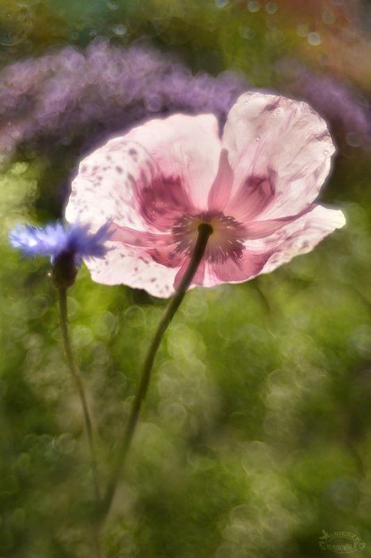 Leciutko,na palcach... tańczą sobie walca... фото превью