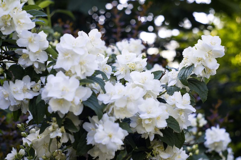 Жасмин цветёт. фото превью
