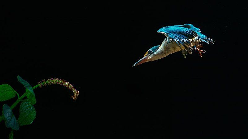 kingfisher, bird, collared-kingfisher, animal,  bullet фото превью