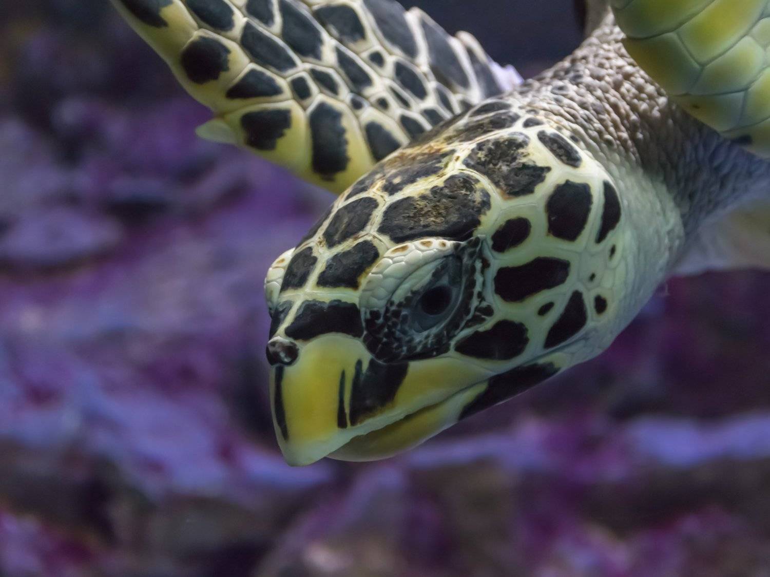 , Коростелев Юрий