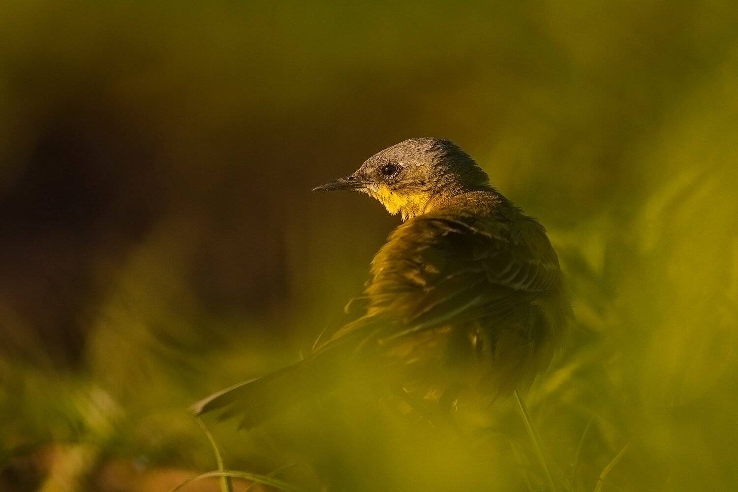 , Łukasz Sok&oacute;ł