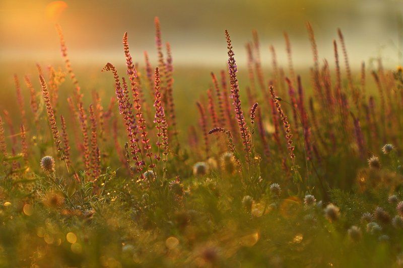 Утро туманное фото превью