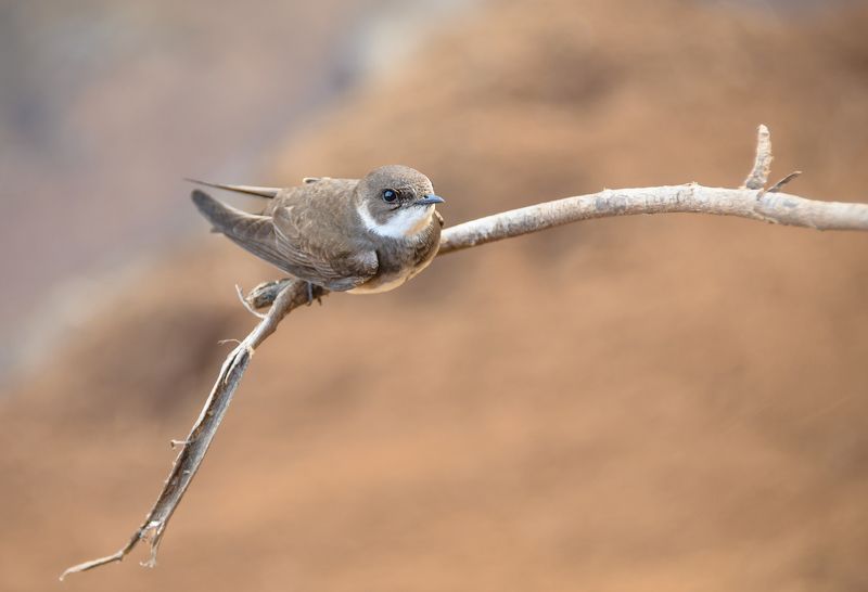 Сто и один сосед фото превью